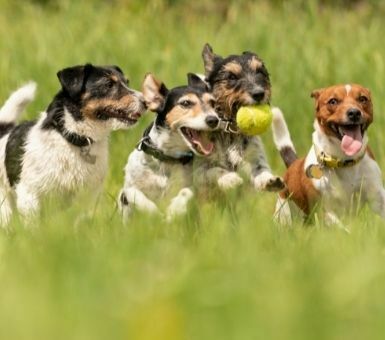 ?האם הכלב שלכם חברותי