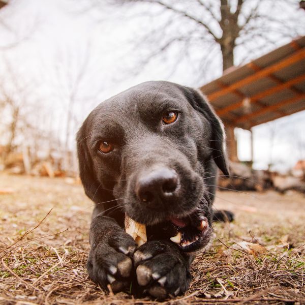 חטיפים טבעיים לכלבים