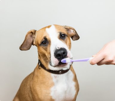 הגיינת הפה של הכלב שלנו