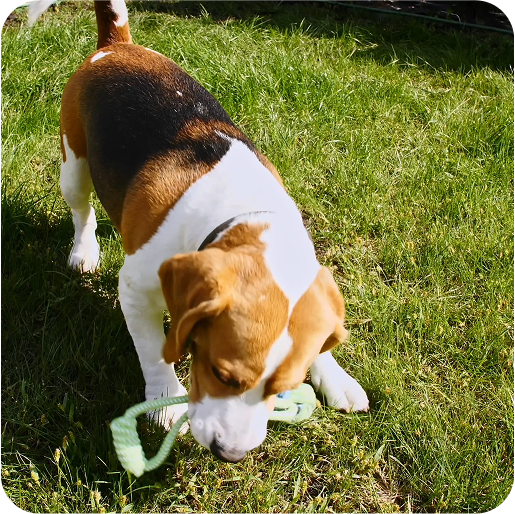 צעצועי נשיכה לגורים – צעצועי הלעיסה הטובים ביותר לגורי כלבים