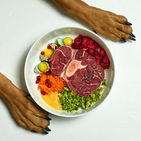 תזונה טבעית לכלבים – המדריך למתחיל