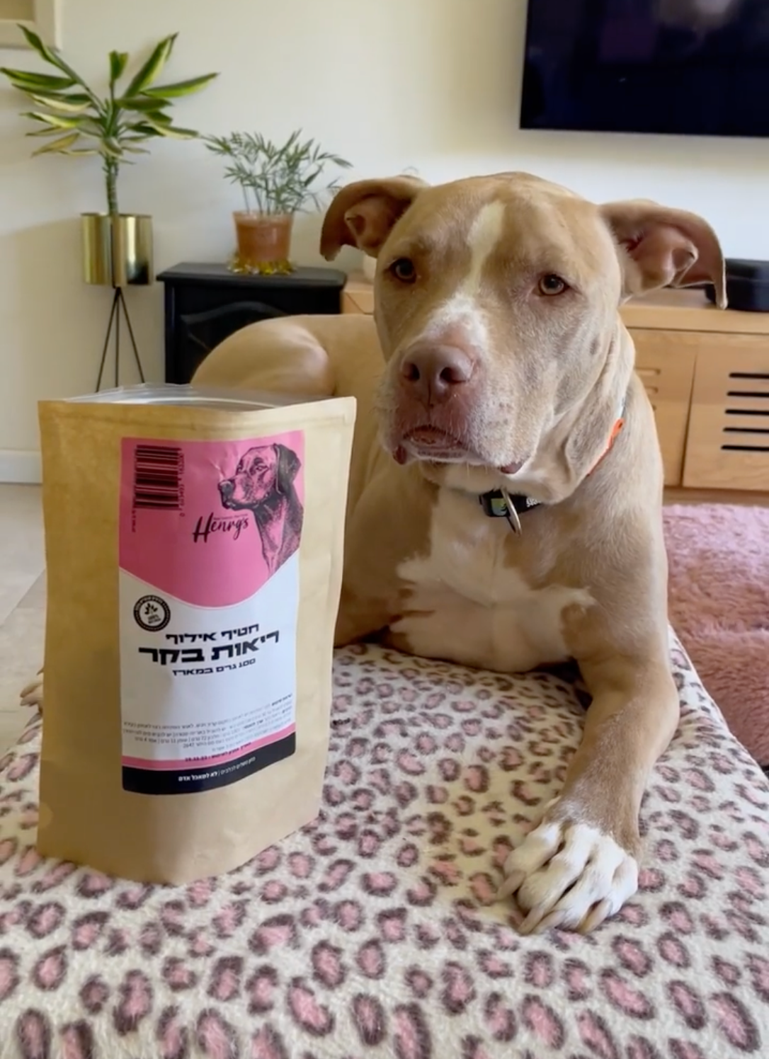 חטיף לכלבים העשוי מ-100% ריאות בקר מיובש, בעל ערכים תזונתיים גבוהיים במיוחד!