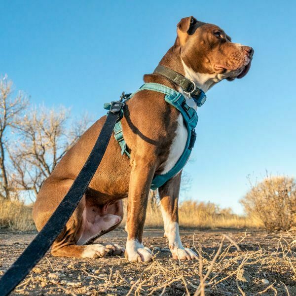 רתמה מומלצת לכלב