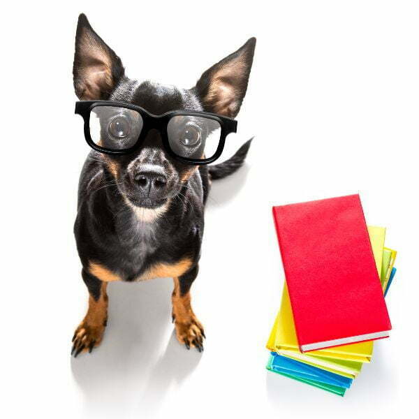 צעצועי חשיבה לכלבים – הצעצועים שאתם חייבים להכיר