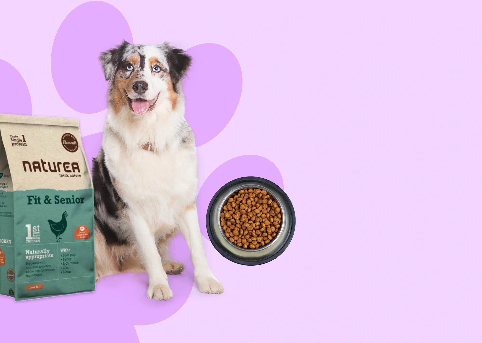 הכלב בררן ולא אוכל – האם באמת הכלב שלי בררן באוכל?