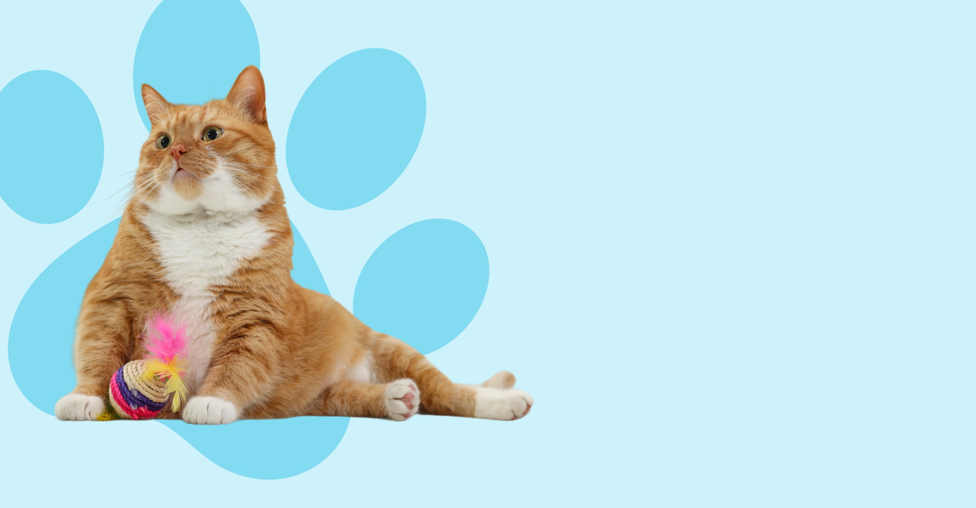 West paw - בובה עמידה במיוחד קסטר