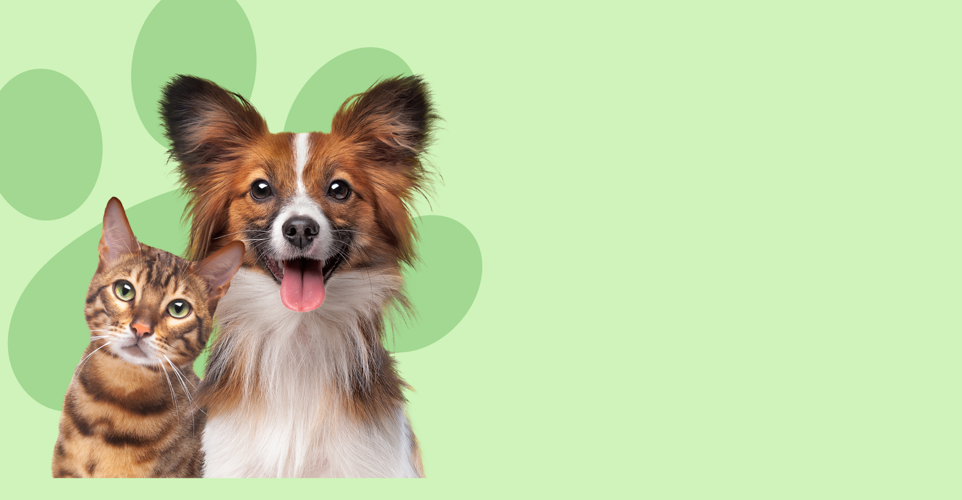 West paw - בובה עמידה במיוחד קסטר