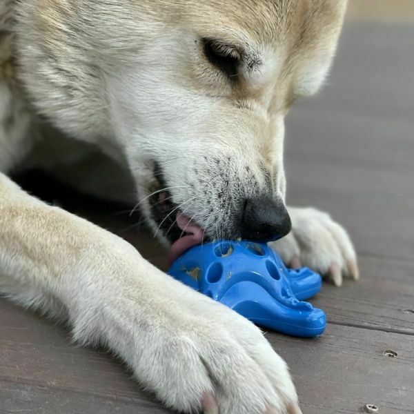 סודה פאפ כוכב ים כחול