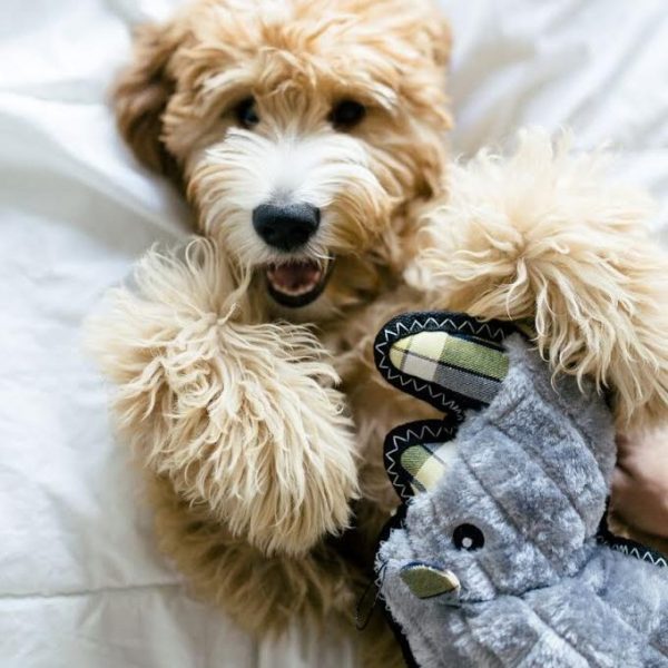 מח עצם ממולא מנטה Bruno