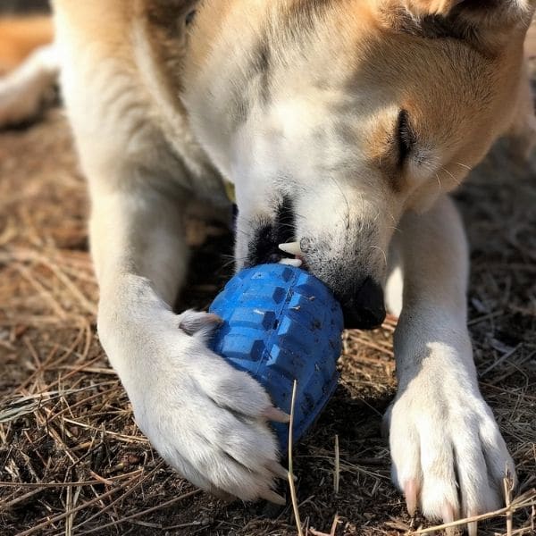 סודה פאפ רימון חטיפים והעשרה - L
