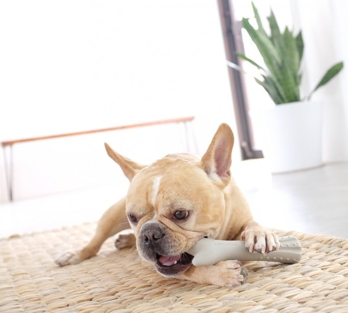 צעצוע לעיסה קרן צבי דיר הורן Pet Stages