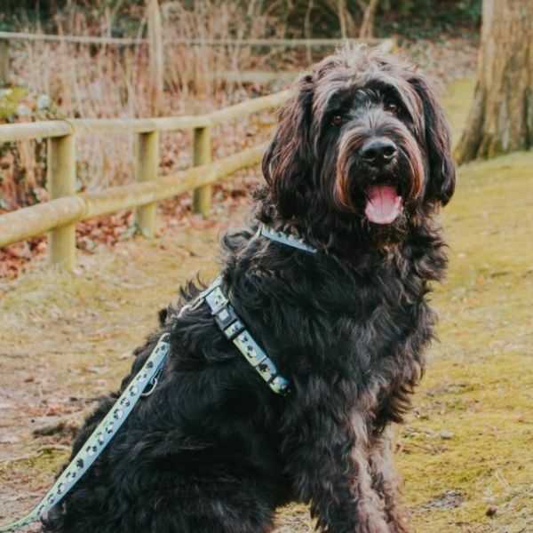 מקס אנד מולי רתמה מרופדת - כבשים