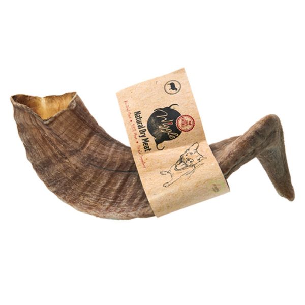 וויגל קרן כבש גדולה 100% טבעית - 25 ס"מ