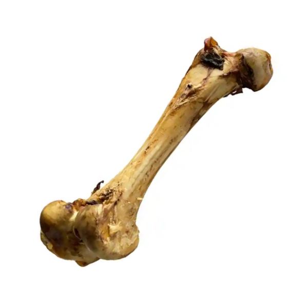 קרניבור עצם באפלו Jumbo טבעית ענקית -1 יח