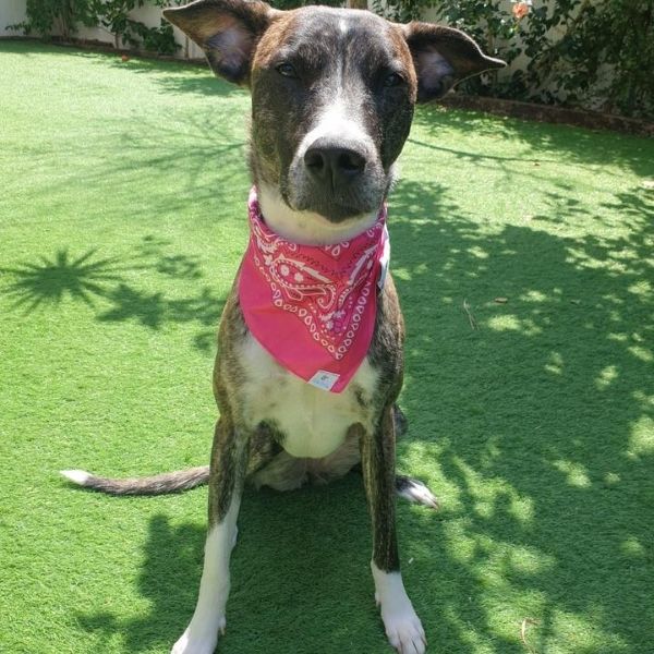 בנדנה לכלבים במגוון צבעים