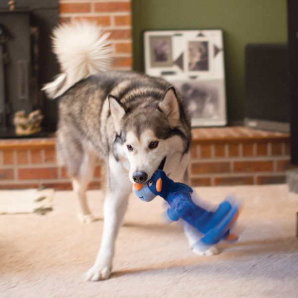 קונג Shakers דרקון - גדול