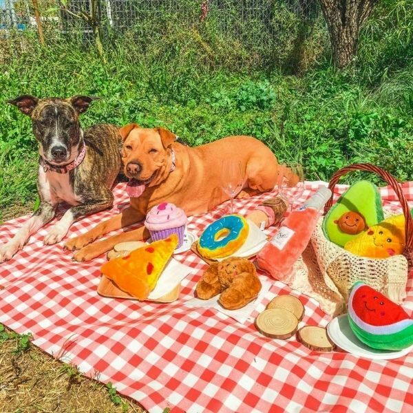 Picnic Kit - ערכת צעצועים איכותיים לכלבים