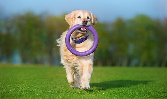 פולר טבעות משחק ואימון לכלבים סטנדרט - גדול