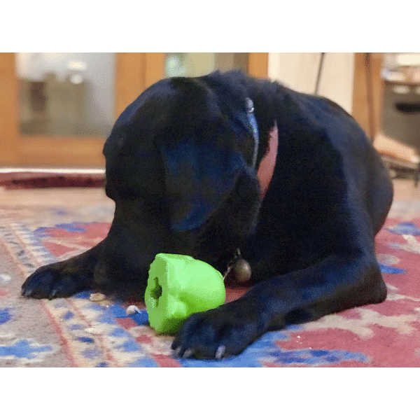 סודה פאפ צפרדע