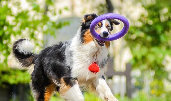 פולר טבעות משחק ואימון לכלבים מידי - בינוני