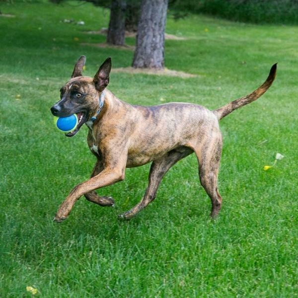 קונג כדור אולטרא סקוויקר - 3 יח'