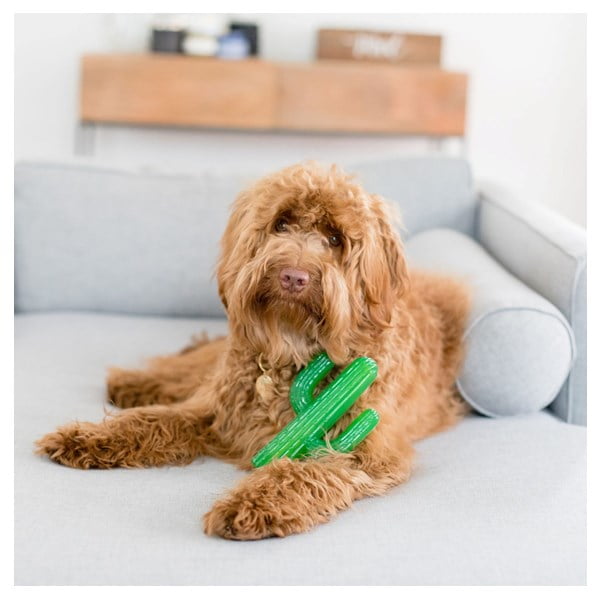 זיפי פוז קקטוס קשיח