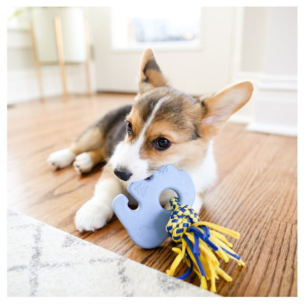 זיפי פוז נשכן לגורים