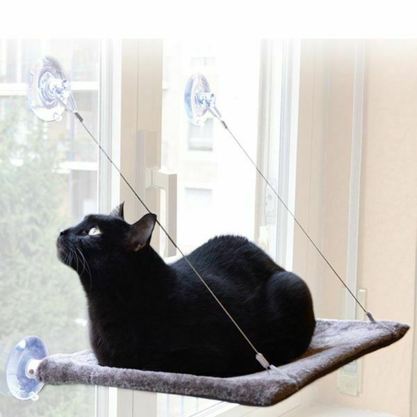 גלוריה מדף רביצה לחתולים