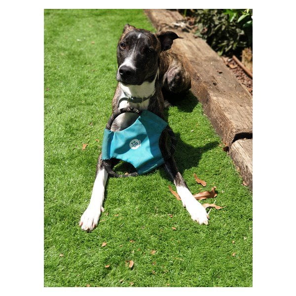 זיפי פוז חבל פריסבי גליידרס כחול