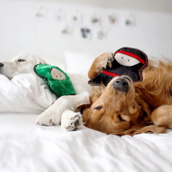 זיפי פוז לוחמים - ארכיבלד הקשת