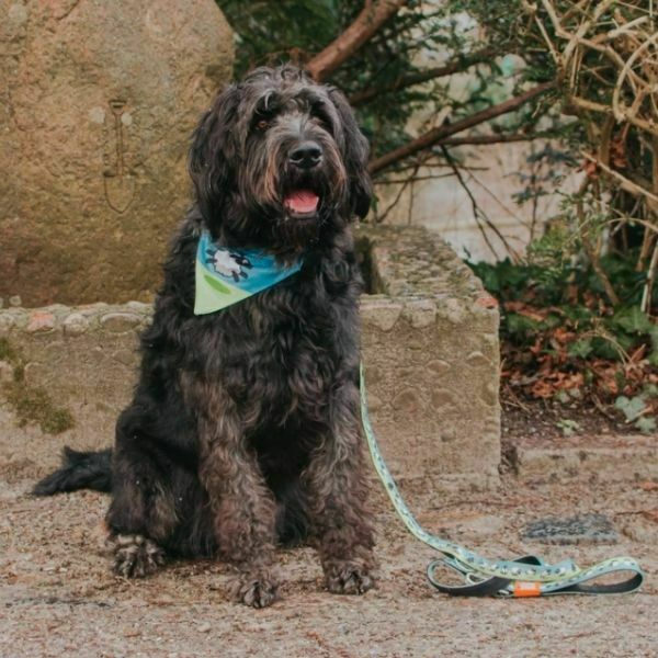 מקס אנד מולי בנדנה מעוצבת אבטיח