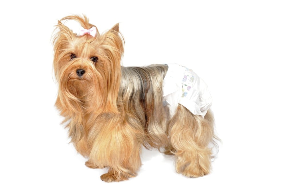 קמון מכנסי חיתול חד פעמיים Camon