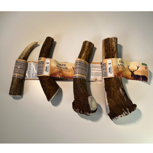 קרן אייל אדום שלמה 100% טבעי - M