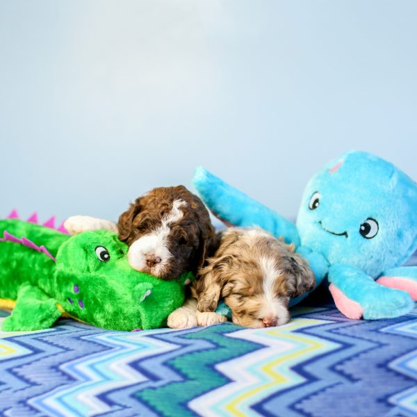 זיפי פוז אלווין התנין