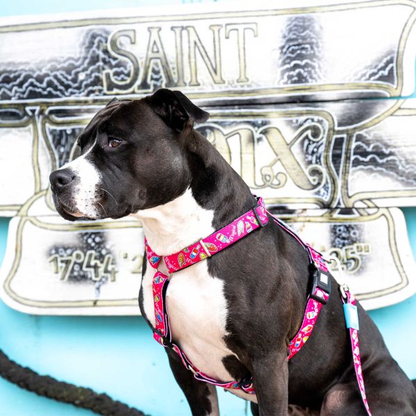 מקס אנד מולי רתמה מרופדת - קסם