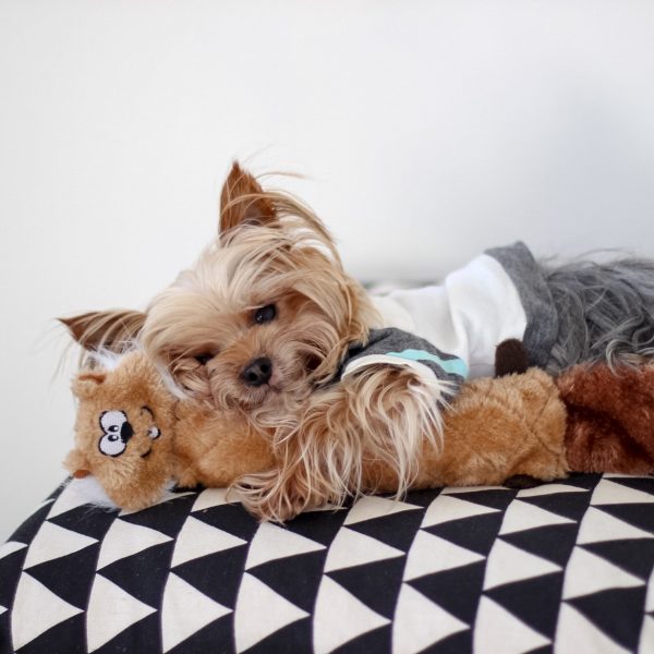 זיפי פוז ג'יגלרז סנאי