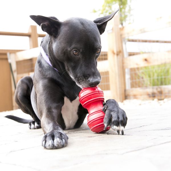 קונג דנטלי Dental - לארג'