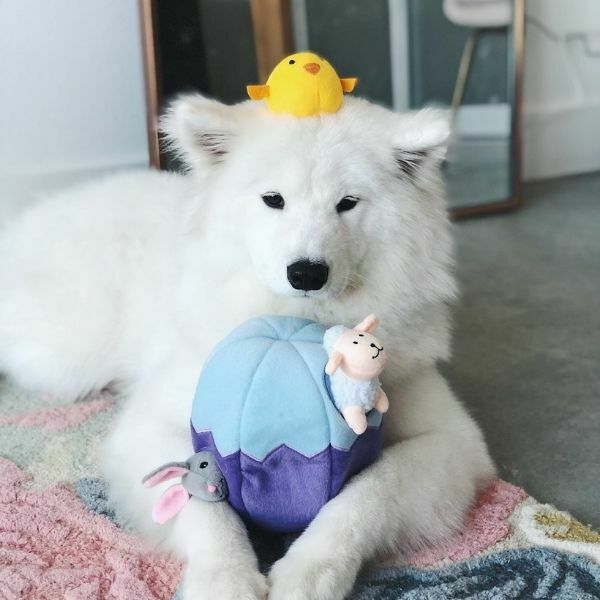 זיפי פוז ביצה וחברים