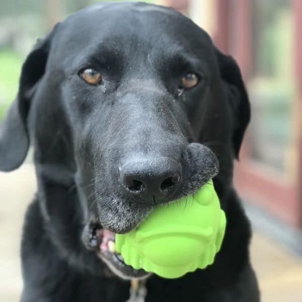 סודה פאפ צפרדע