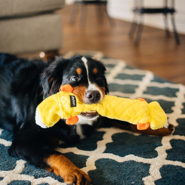 זיפי פוז ג'יגלרז ברווז