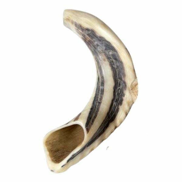 קרן כבש בר - עצם לעיסה לכלבים 100% טבעית