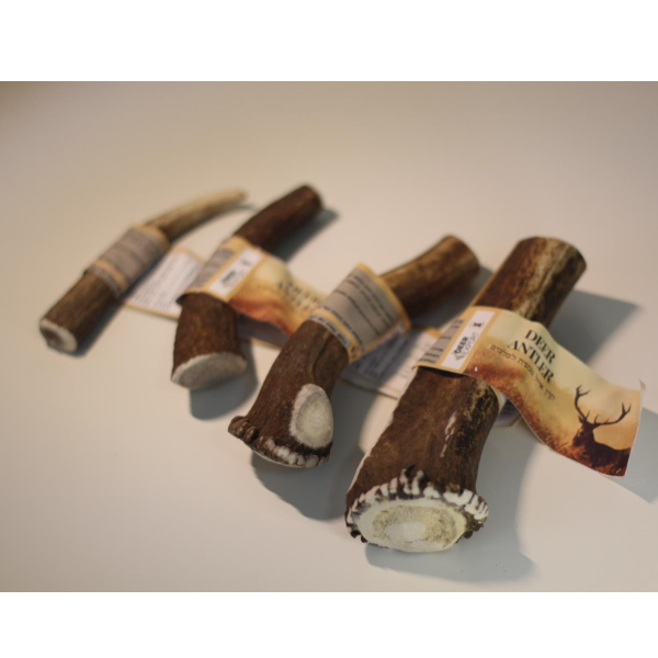 קרן אייל אדום שלמה 100% טבעי - S