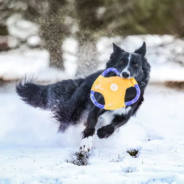 זיפי פוז חבל פריסבי גליידרס צהוב