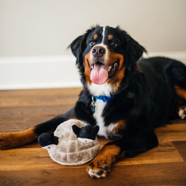 זיפי פוז - מערת פינגווינים