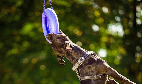 פולר טבעות משחק ואימון לכלבים מקסי - ענק