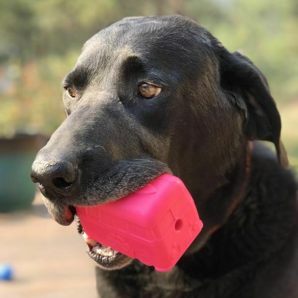 סודה פאפ אוטובוס ורוד