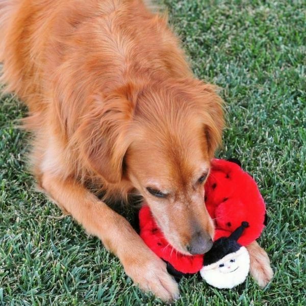 זיפי פוז שטוחים - בטסי החיפושית