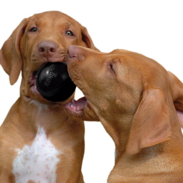 קונג כדור אקסטרים - SM