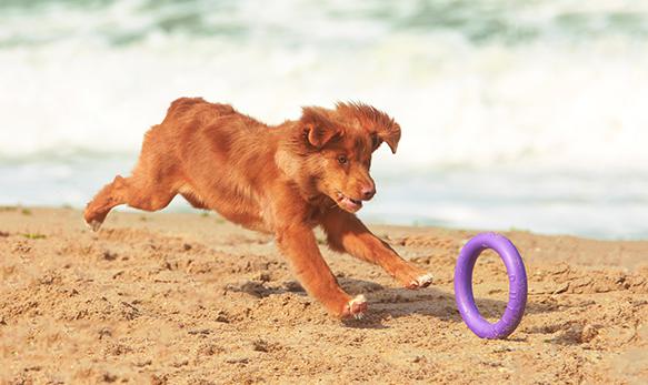 פולר טבעות משחק ואימון לכלבים מיני - קטן