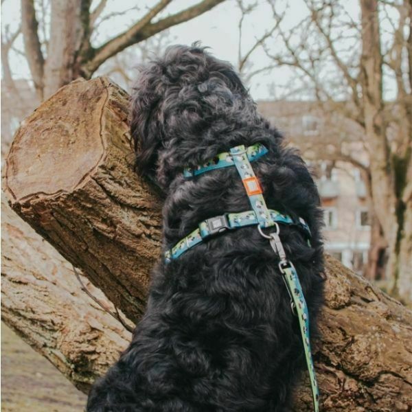 מקס אנד מולי רתמה מרופדת - חד קרן